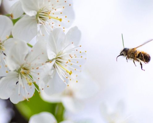 imkerverein-bad-schwalbach_biene-blume_2