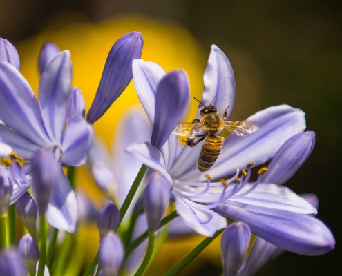 imkerverein-bad-schwalbach_biene-blume_3